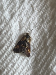 Pyrausta orphisalis