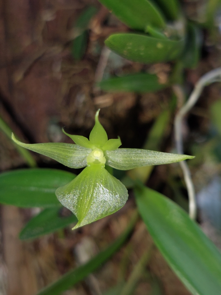 Epidendrum dentiferum