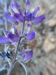 Lupinus padre-crowleyi