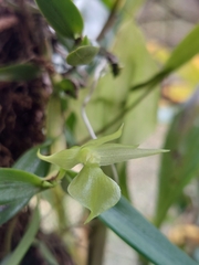 Epidendrum dentiferum, photograph Daniel Mesa, CC BY, iNaturalist via GBIF