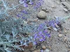 Lupinus padre-crowleyi