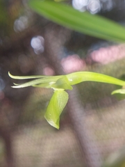 Epidendrum dentiferum, photograph Daniel Mesa, CC BY, iNaturalist via GBIF