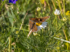 Melitaea britomartis
