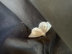 Anthocharis lanceolata