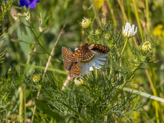 Melitaea britomartis