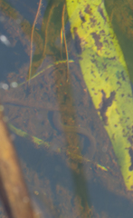 Anguilla rostrata