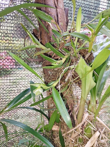 Epidendrum dentiferum, photograph 3
