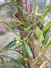 Epidendrum dentiferum, photograph Daniel Mesa, CC BY, iNaturalist via GBIF