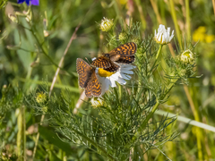 Melitaea britomartis