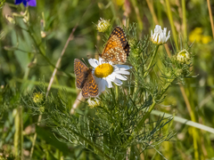 Melitaea britomartis