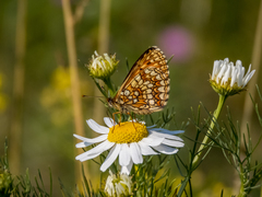 Melitaea britomartis