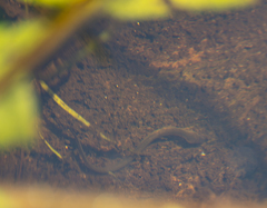 Anguilla rostrata