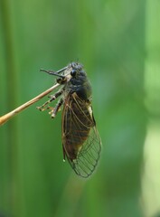 Cicadatra atra