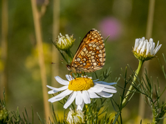 Melitaea britomartis