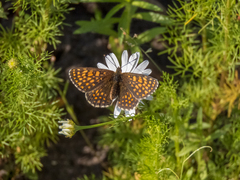 Melitaea britomartis