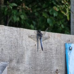 Orthetrum cancellatum