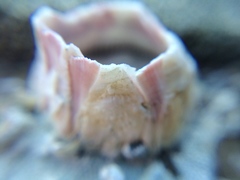 Notomegabalanus decorus