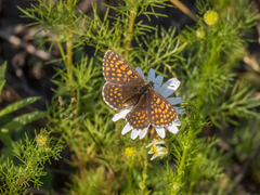 Melitaea britomartis