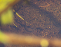 Anguilla rostrata