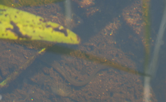 Anguilla rostrata
