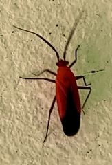 Lopidea instabilis