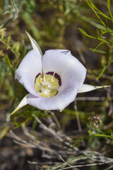 Calochortus macrocarpus maculosus