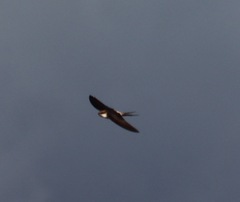 Pseudhirundo griseopyga