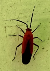 Lopidea instabilis