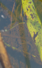 Anguilla rostrata
