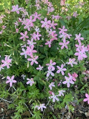 Phlox adsurgens