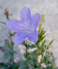 Ruellia nudiflora nudiflora