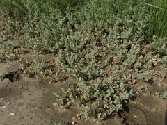 Atriplex maximowicziana