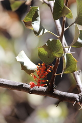 Grevillea wickhamii