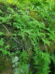 Cryptogramma stelleri