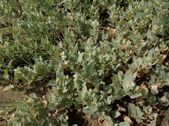 Atriplex maximowicziana