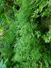Cryptogramma stelleri