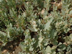 Atriplex maximowicziana