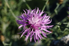 Centaurea comperana
