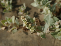 Atriplex maximowicziana