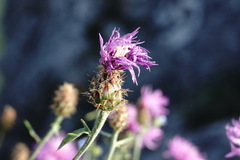 Centaurea comperana