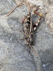 Calliptamus barbarus