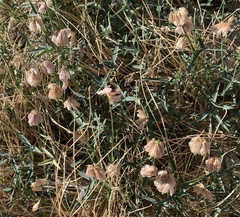 Trifolium dedeckerae