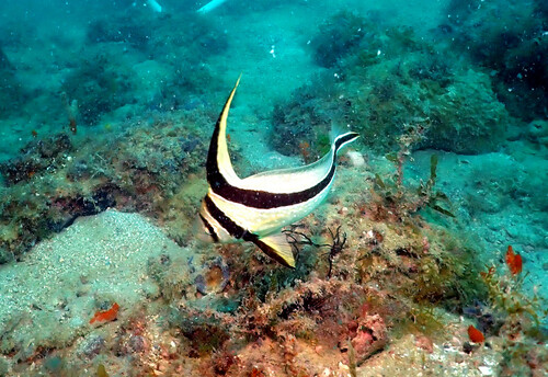 Jackknife-fish (Equetus lanceolatus) — Sciaenidae — 4