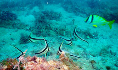 Eques lanceolatus