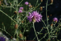 Centaurea comperana