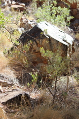Grevillea wickhamii