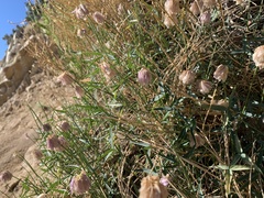 Trifolium dedeckerae