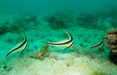 Eques lanceolatus