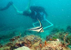 Eques lanceolatus