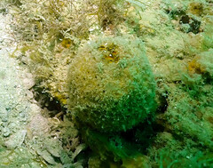 Cinachyrella